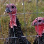Turkeys