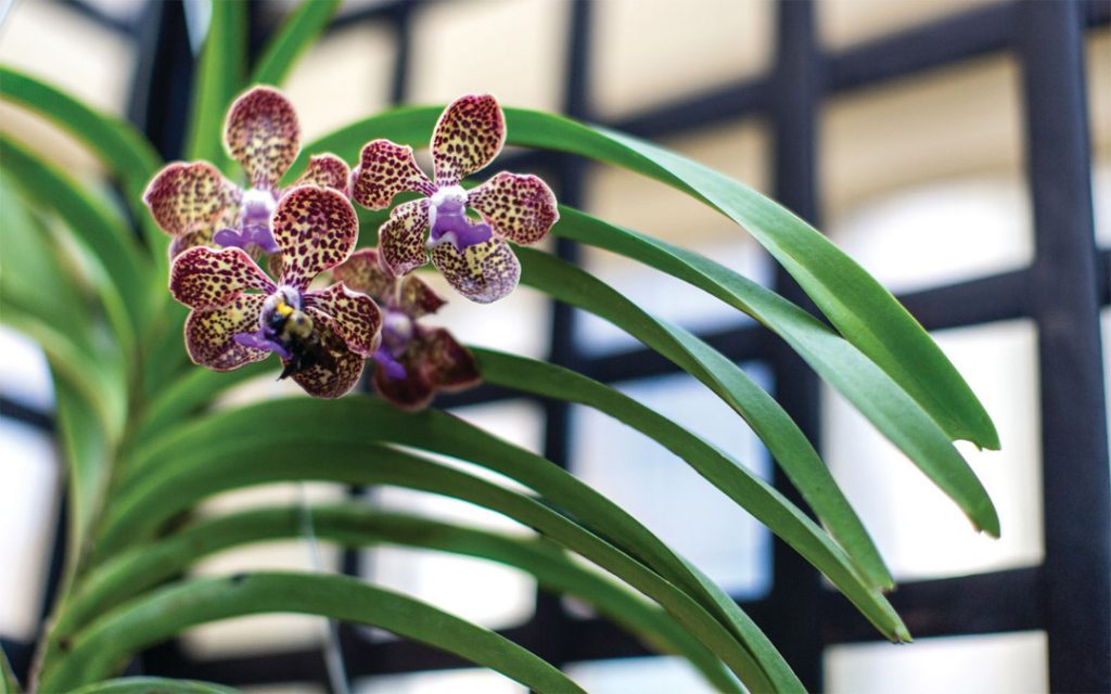 An orchid, a vanda Mimi Palmer hybrid flower. (Photo by Justin Tsucalas)