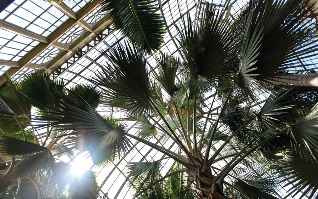 A Bismarck Palm (Photo by Justin Tsucalas)