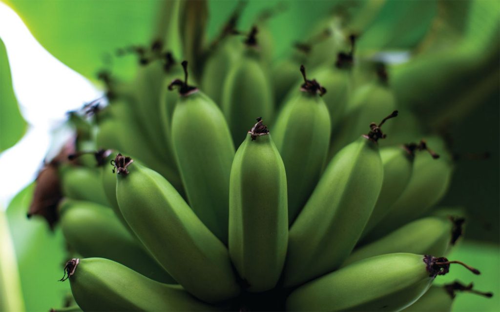 The Banana Dwarf Cavendish grows in parts of Asia for mass cultivation. (Photo by Justin Tsucalas)
